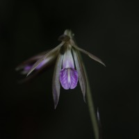 Nervilia plicata (Andrews) Schltr.